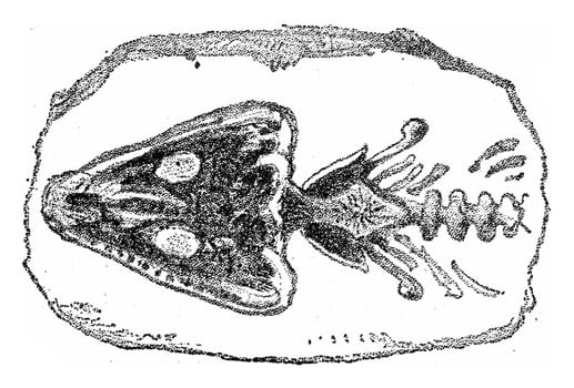 Head and neck of the Archegosaurus, vintage engraved illustration. From Natural Creation and Living Beings.
