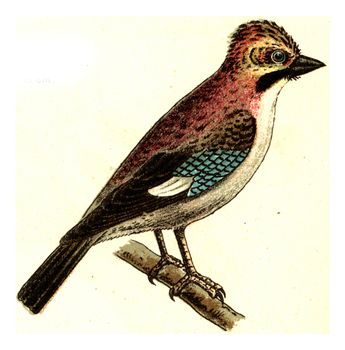 Jay, vintage engraved illustration. From Deutch Birds of Europe Atlas.
