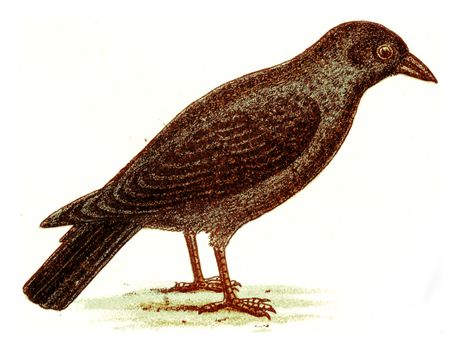 Carrion crow, vintage engraved illustration. From Deutch Birds of Europe Atlas.
