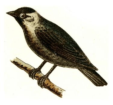 Jackdaw, vintage engraved illustration. From Deutch Birds of Europe Atlas.
