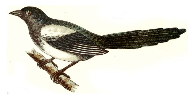 Magpie, vintage engraved illustration. From Deutch Birds of Europe Atlas.
