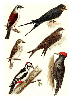 Barn Swallow, Common Swift, Red-backed Shrike, flycatcher, woodpecker, black woodpecker, vintage engraved illustration. From Deutch Birds of Europe Atlas.
