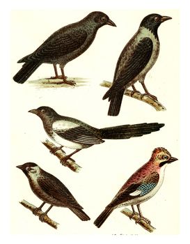 Carrion crow, hooded crow, magpie, jackdaw, jay, vintage engraved illustration. From Deutch Birds of Europe Atlas.
