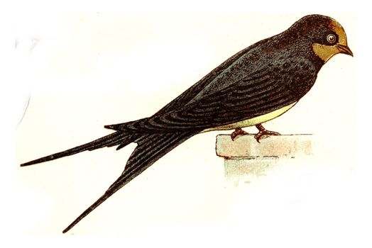 Barn Swallow, vintage engraved illustration. From Deutch Birds of Europe Atlas.
