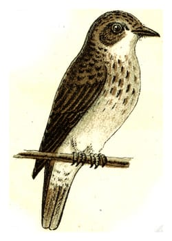 Flycatcher, vintage engraved illustration. From Deutch Birds of Europe Atlas.

