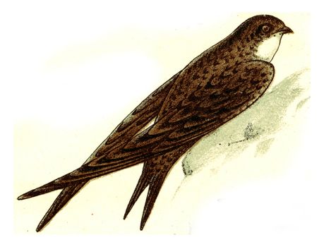 Common swift, vintage engraved illustration. From Deutch Birds of Europe Atlas.
