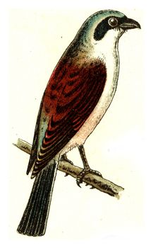 Red-backed shrike, vintage engraved illustration. From Deutch Birds of Europe Atlas.
