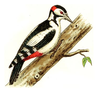 Woodpecker, vintage engraved illustration. From Deutch Birds of Europe Atlas.
