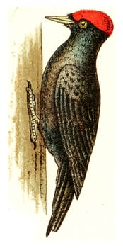 Black woodpecker, vintage engraved illustration. From Deutch Birds of Europe Atlas.
