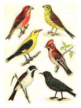 Crossbill, Goldammer, Waxwing, Oriole, Starling, Reed Bunting, vintage engraved illustration. From Deutch Birds of Europe Atlas.
