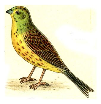 Goldammer, vintage engraved illustration. From Deutch Birds of Europe Atlas.
