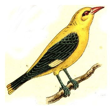 Oriole, vintage engraved illustration. From Deutch Birds of Europe Atlas.
