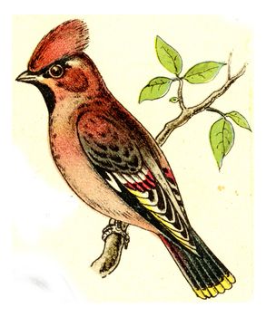 Waxwing, vintage engraved illustration. From Deutch Birds of Europe Atlas.
