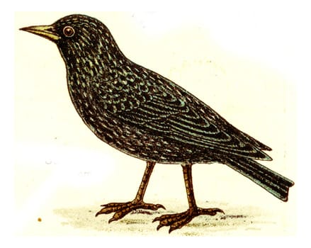 Starling, vintage engraved illustration. From Deutch Birds of Europe Atlas.
