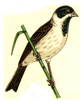 Reed Bunting, vintage engraved illustration. From Deutch Birds of Europe Atlas.
