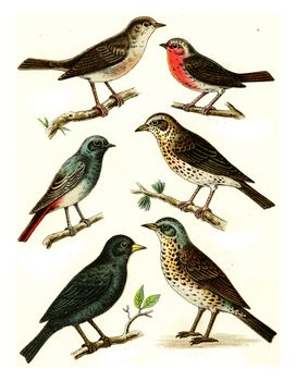 Nightingale, Robin, Black Redstart, Song Thrush, Blackbird, Fieldfare, vintage engraved illustration. From Deutch Birds of Europe Atlas.
