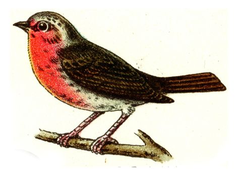 Robin, vintage engraved illustration. From Deutch Birds of Europe Atlas.
