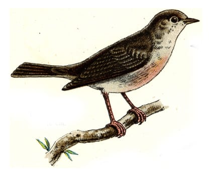 Nightingale, vintage engraved illustration. From Deutch Birds of Europe Atlas.
