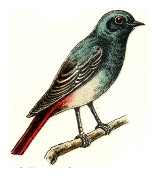 Black redstart, vintage engraved illustration. From Deutch Birds of Europe Atlas.
