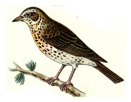 Song thrush, vintage engraved illustration. From Deutch Birds of Europe Atlas.
