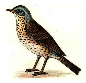 Fieldfare, vintage engraved illustration. From Deutch Birds of Europe Atlas.
