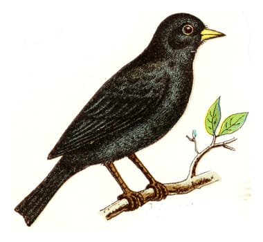 Blackbird, vintage engraved illustration. From Deutch Birds of Europe Atlas.
