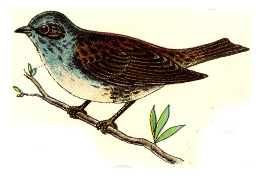 Dunnock, vintage engraved illustration. From Deutch Birds of Europe Atlas.
