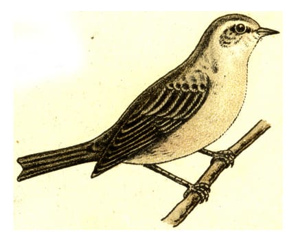 Garden Warbler, vintage engraved illustration. From Deutch Birds of Europe Atlas.
