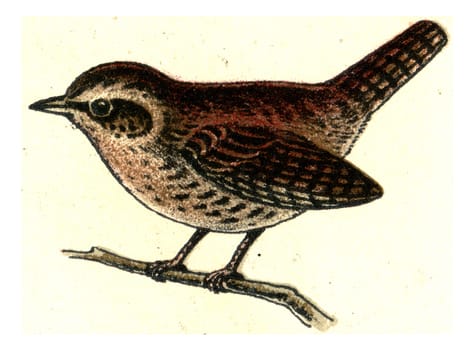 Wren, vintage engraved illustration. From Deutch Birds of Europe Atlas.
