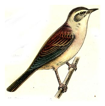 Reed Warbler, vintage engraved illustration. From Deutch Birds of Europe Atlas.
