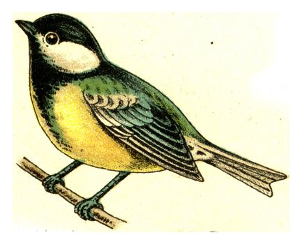 Tit, vintage engraved illustration. From Deutch Birds of Europe Atlas.
