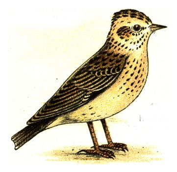 Woodlark, vintage engraved illustration. From Deutch Birds of Europe Atlas.
