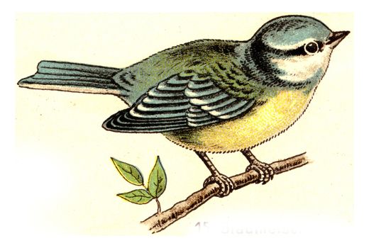 Bluetit, vintage engraved illustration. From Deutch Birds of Europe Atlas.
