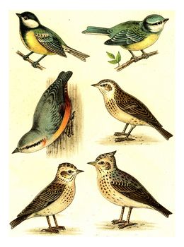 Tit, Nuthatch, Woodlark, Blue Tit, Skylark, Crested Lark, vintage engraved illustration. From Deutch Birds of Europe Atlas.
