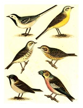 Wagtail, Yellow Wagtail, Meadow Pipit, Tree Pipit, Sparrow, Grosbeak, vintage engraved illustration. From Deutch Birds of Europe Atlas.
