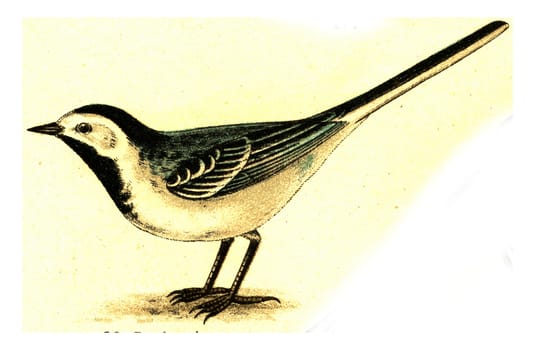 Wagtail, vintage engraved illustration. From Deutch Birds of Europe Atlas.
