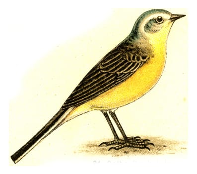 Yellow Wagtail, vintage engraved illustration. From Deutch Birds of Europe Atlas.
