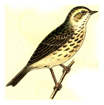 Meadow pipit, vintage engraved illustration. From Deutch Birds of Europe Atlas.
