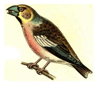 Grosbeak, vintage engraved illustration. From Deutch Birds of Europe Atlas.
