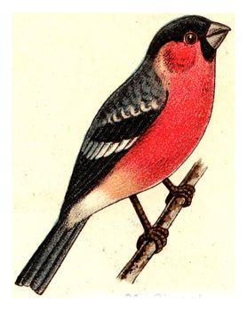 Bullfinch, vintage engraved illustration. From Deutch Birds of Europe Atlas.
