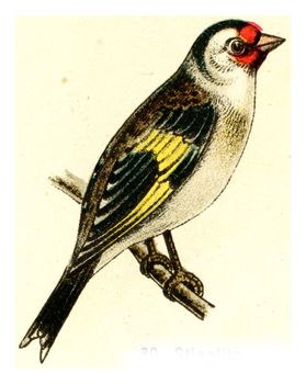 Goldfinch, vintage engraved illustration. From Deutch Birds of Europe Atlas.
