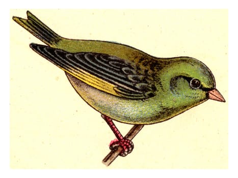 Greenfinch, vintage engraved illustration. From Deutch Birds of Europe Atlas.
