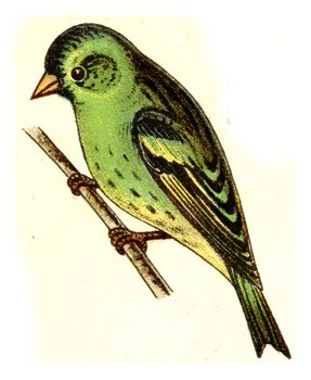 Siskin, vintage engraved illustration. From Deutch Birds of Europe Atlas.
