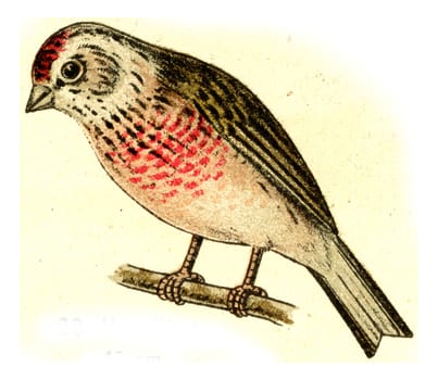 Linnet, vintage engraved illustration. From Deutch Birds of Europe Atlas.
