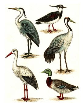 Lapwing, Heron, Crane, Stork, Mallard, vintage engraved illustration. From Deutch Birds of Europe Atlas.
