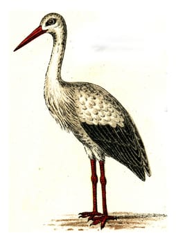 Stork, vintage engraved illustration. From Deutch Birds of Europe Atlas.
