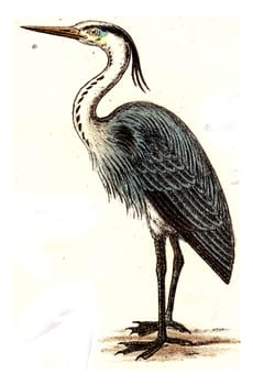 Heron, vintage engraved illustration. From Deutch Birds of Europe Atlas.
