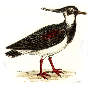 Lapwing, vintage engraved illustration. From Deutch Birds of Europe Atlas.
