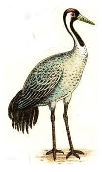 Crane, vintage engraved illustration. From Deutch Birds of Europe Atlas.
