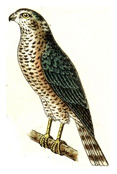 Sparrow hawk, vintage engraved illustration. From Deutch Birds of Europe Atlas.
